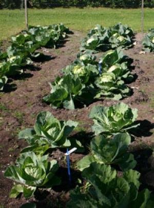 dump cabbage