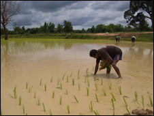 thailand rice