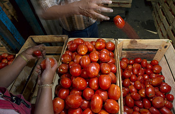 tomatoes
